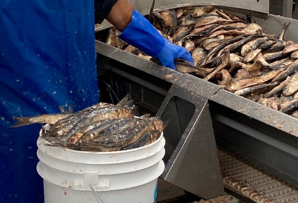 Fishermen processing conveyor belt with fresh alewife